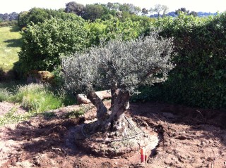 planter un vieil olivier