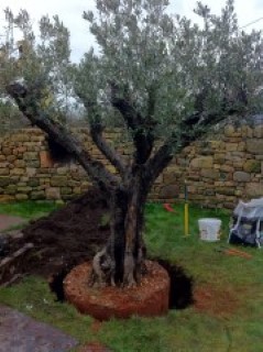 planter un gros olivier