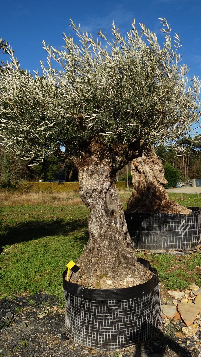 planter un gros olivier