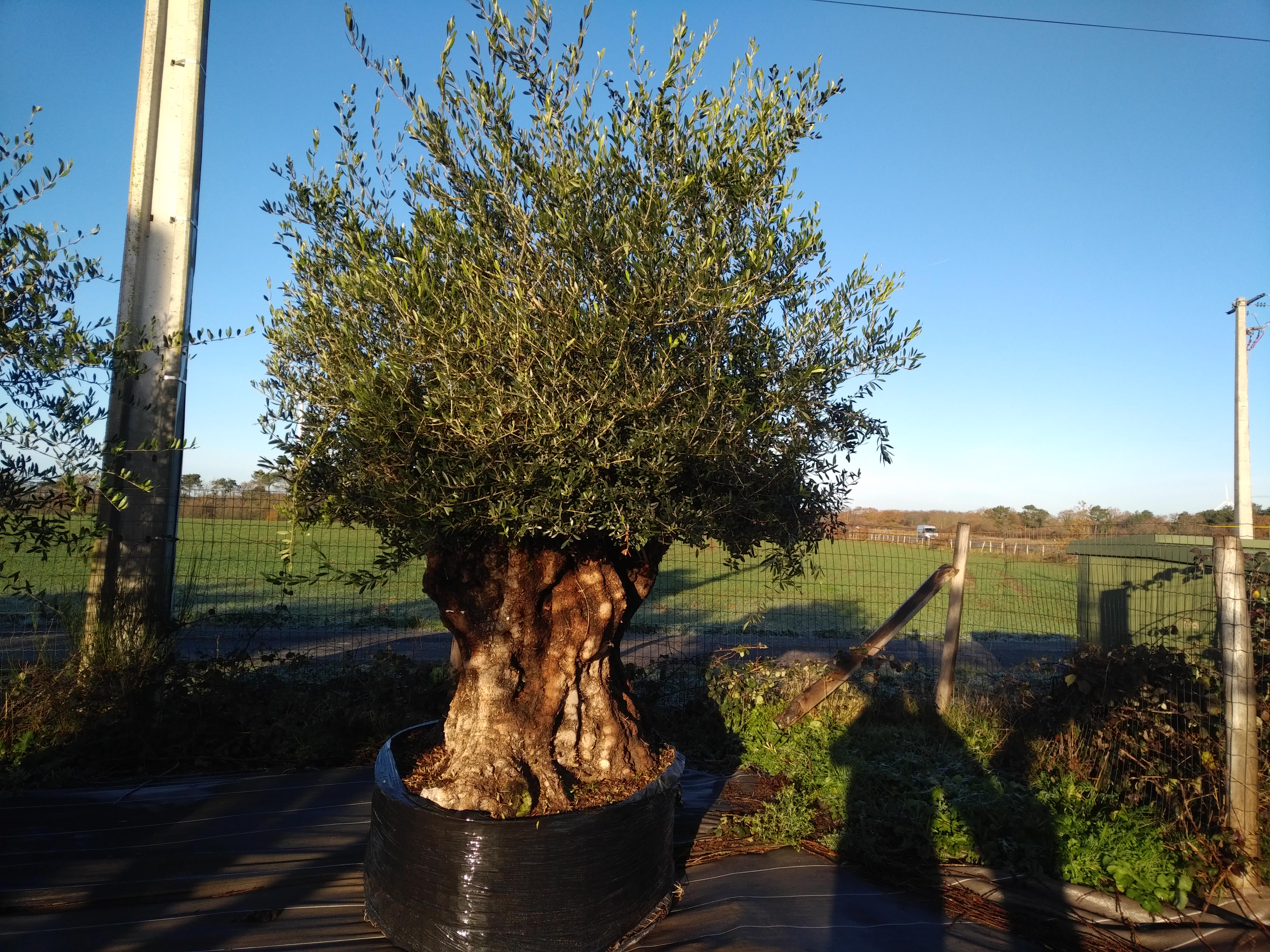 planter un olivier a lyon