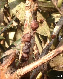 Cochenille traitement