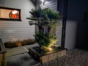 chamaerops humilis de nuit