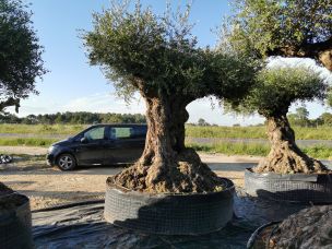 Olivier exception 1344 Poitiers dans le Vienne