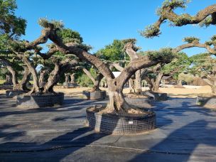 Olivier nuage, niwaki 1082 Avignon dans le Vaucluse