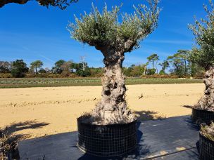 Olivier centenaire 2115 Tourcoing dans le Nord