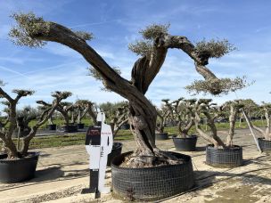 Olivier nuage, niwaki 1651 Villejuif dans le Val de Marne