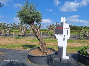 Olivier centenaire 2488 Mantes la Jolie dans le Yvelines