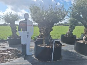 Olivier centenaire 2517 Rezé dans le Loire Atlantique