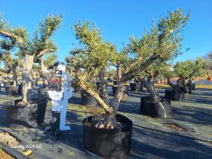 Olivier centenaire 2639 Poitiers dans le Vienne