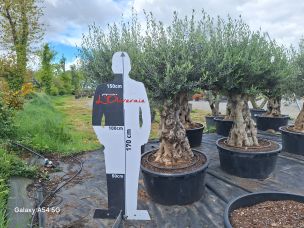 Olivier centenaire 2889 Saint Paul dans le La Réunion