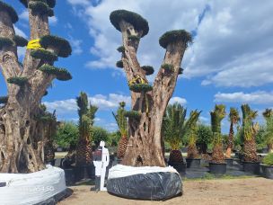 Olivier nuage, niwaki 2904 Aulnay sous Bois dans le Seine Saint Denis
