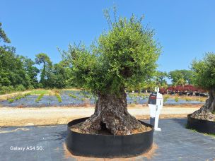 Olivier centenaire 2912 La Rochelle dans le Charente Maritime