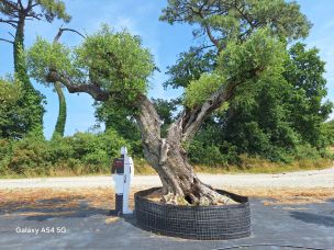 Olivier centenaire 2908 Champigny sur Marne dans le Val de Marne