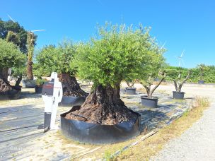 Olivier centenaire 2355 Aix en Provence dans le Bouches du Rhône
