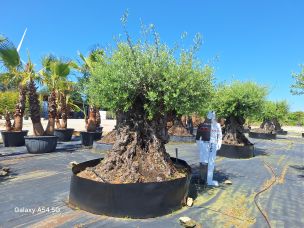 Olivier centenaire 2371 Saint Paul dans le La Réunion
