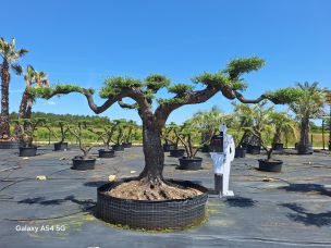 Olivier nuage, niwaki 2279 Saint Benoît dans le La Réunion