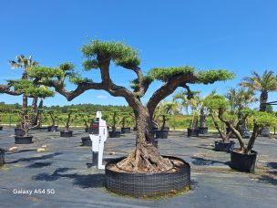 Olivier nuage, niwaki 2278 Colomiers dans le Haute Garonne