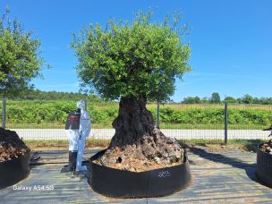 Olivier centenaire 2253 Compiègne dans le Oise