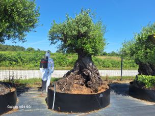 Olivier centenaire 2250 Bourg en Bresse dans le Ain