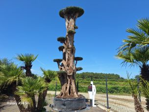 Olivier nuage, niwaki 2905 Saint Pierre dans le La Réunion
