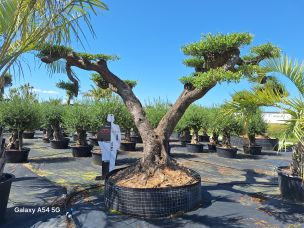 Olivier nuage, niwaki 2207 Cagnes sur Mer dans le Alpes Maritimes