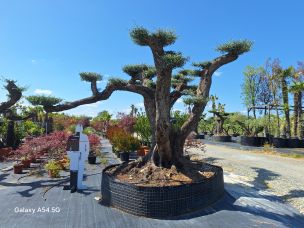 Olivier nuage, niwaki 2205 Bobigny dans le Seine Saint Denis