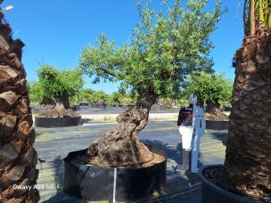 Olivier centenaire 2377 Avignon dans le Vaucluse