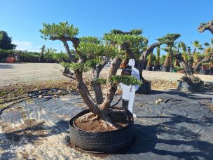 Olivier nuage, niwaki 2466 Cagnes sur Mer dans le Alpes Maritimes