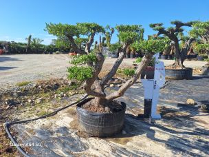 Olivier nuage, niwaki 2467 Blois dans le Loir et Cher