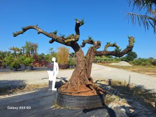 Olivier nuage, niwaki 2559 Agen dans le Lot et Garonne