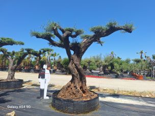 Olivier nuage, niwaki 2190 Narbonne dans le Aude
