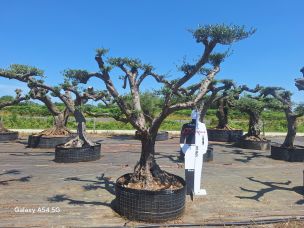 Olivier nuage, niwaki 2381 Fort de France dans le Martinique