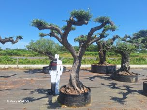 Olivier nuage, niwaki 2380 Poitiers dans le Vienne