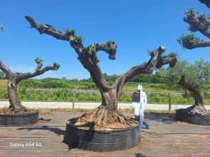 Olivier nuage, niwaki 2789 Joué lès Tours dans le Indre et Loire