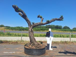Olivier nuage, niwaki 2815 La Ciotat dans le Bouches du Rhône