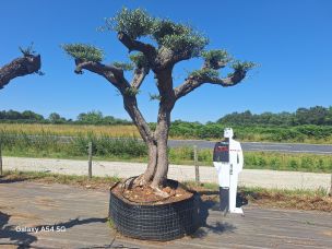Olivier nuage, niwaki 2788 Saint Martin dans le Saint Martin est une COM autonome
