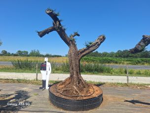 Olivier nuage, niwaki 2786 Savigny sur Orge dans le Essonne