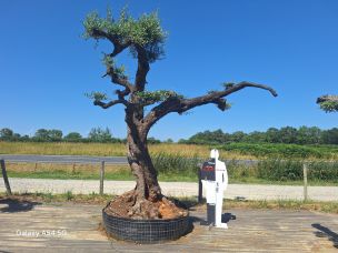 Olivier nuage, niwaki 2821 Franconville dans le Val d Oise