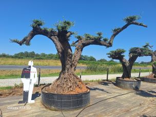 Olivier nuage, niwaki 2816 Mâcon dans le Saône et Loire