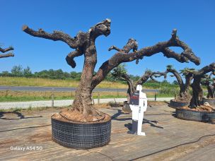 Olivier nuage, niwaki 2944 Montauban dans le Tarn et Garonne