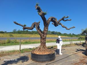 Olivier nuage, niwaki 2785 Draguignan dans le Var