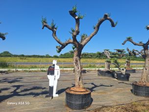 Olivier nuage, niwaki 2820 Montigny le Bretonneux dans le Yvelines