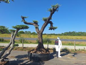 Olivier nuage, niwaki 2801 Saint Chamond dans le Loire