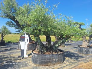 Olivier centenaire 2428 Villejuif dans le Val de Marne