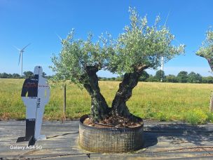 Olivier centenaire 2438 Vannes dans le Morbihan