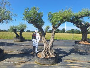 Olivier centenaire 1782 Agen dans le Lot et Garonne