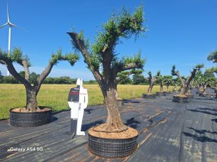 Olivier nuage, niwaki 2749 Boulogne sur Mer dans le Pas de Calais