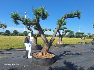 Olivier nuage, niwaki 2753 Gennevilliers dans le Hauts de Seine