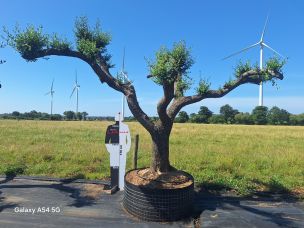 Olivier nuage, niwaki 2754 Douai dans le Nord
