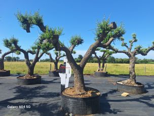 Olivier nuage, niwaki 2755 Angoulême dans le Charente